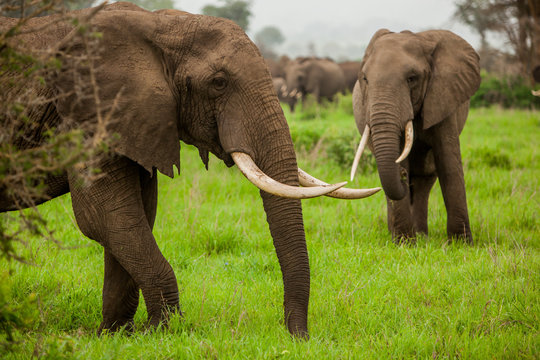 African elephants on safari, Mizumi Safari Park, Tanzania