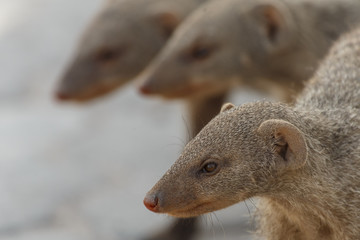 Banded Mongoose - Etosha Safari Park in Namibia