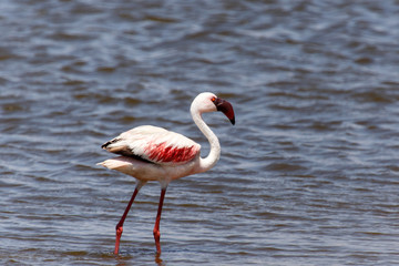 Flamingo - Namibia
