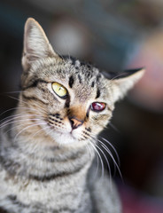 Blind blood red tabby.