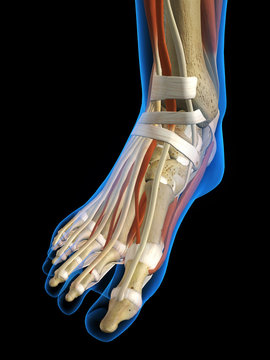 Woman X-ray View of Foot