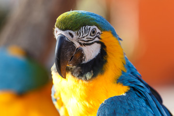 Blue and Yellow Macaw (Ara ararauna)