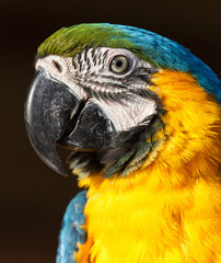 Fototapeta premium Blue and Yellow Macaw (Ara ararauna)
