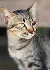 Cat eyes blood red wounds.