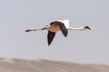 Obraz premium Flamingo Flying - Namibia