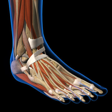 Woman X-ray Dorsal View of Foot
