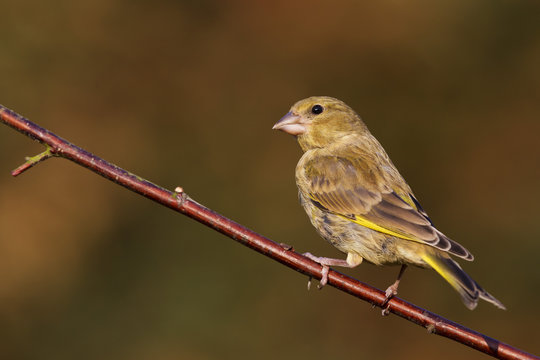 Greenfinch (Carduelis chloris) perched on a dogwood branch in a garden, Cheshire