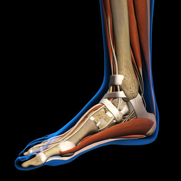 Woman X-ray Medial View of Foot