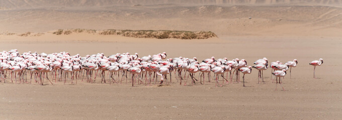 Flamingo - Namibia