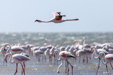 Flamingo Flying - Namibia