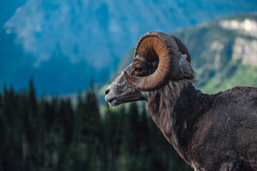 Wild Big Horn Sheep