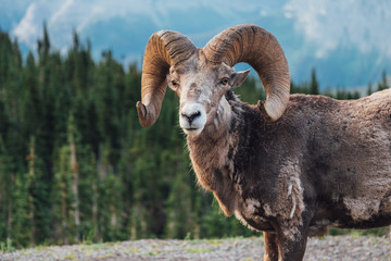 Wild Big Horn Sheep