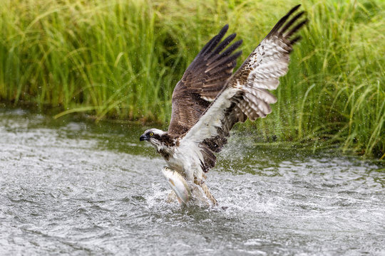 Osprey (Pandion haliaetus) exiting a small pond with its huge wings extended to create the energy to lift with a large fish, Pirkanmaa, Finland