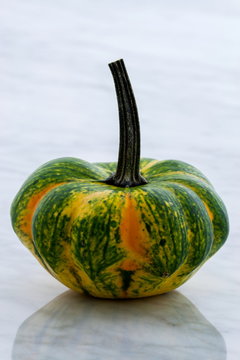 organic summer squash