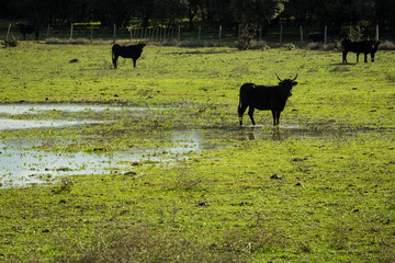 Camargue en Novembre