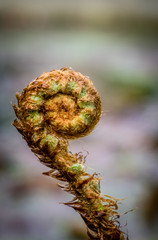 Small fern spiral