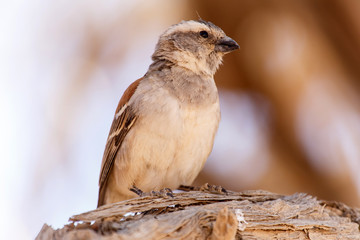 Female Sociable Weaver Bird, Namibia