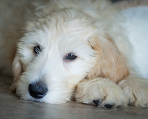 Cute sad puppy labradoodle