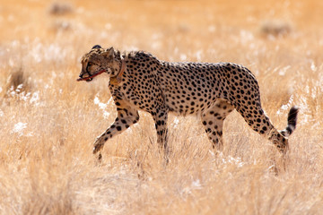 Cheetah Eats in Sossusvlei, Namibia
