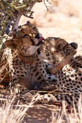Cheetah Licking in Sossusvlei, Namibia