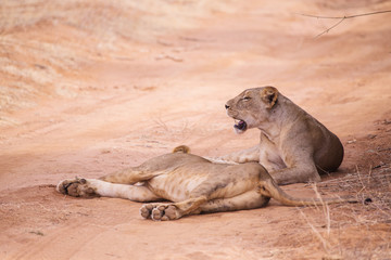 two lionesses lying in Samburu National Park in Kenya