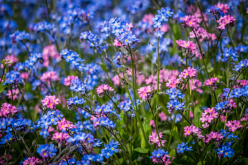 Blue and purple forget-me-nots flowers