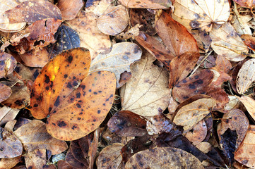 fall leaves background. over light