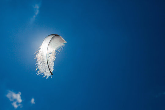 Lone feather floating in the air. 