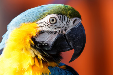 Blue and Yellow Macaw (Ara ararauna)