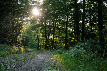 Obraz premium Forest track with sunshine