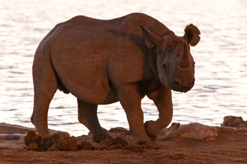 Naklejka na ściany i meble Black Rhino - Etosha Safari Park in Namibia