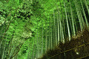 京都　嵐山の竹林