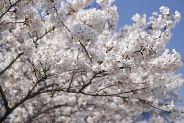 京都市右京区の桜