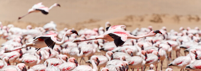 Flamingo Flying - Namibia