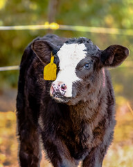 Black baldy calf with ear tag - vertical © jackienix