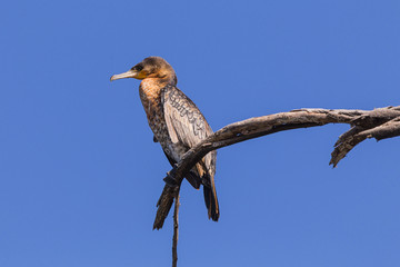 bird in mombasa lake in Kenya, Africa