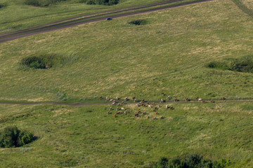 Landscape with cows, lake, forest. View from the mountain Toratau