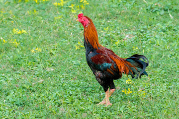 rooster in a field