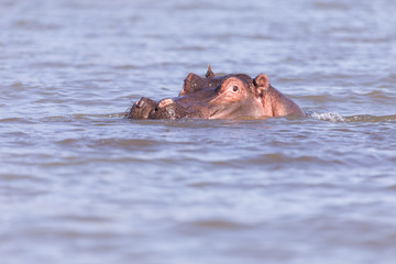 hippos bathing in Lake mombasa, kenya