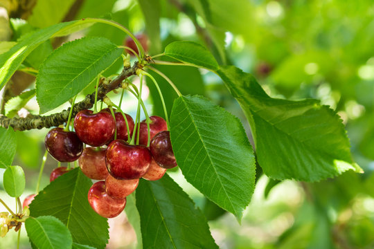 juicy cherries ripening on cherry tree in cherry orchard