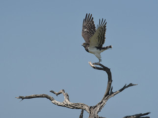 Black-chested snake eagle