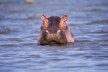 hippo in mombasa kenya lake