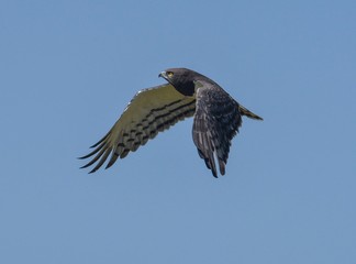 Black-chested snake eagle in flight