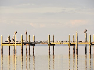 dock of birds