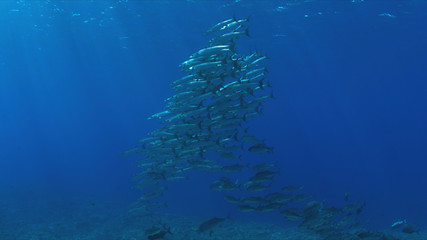 Fototapeta na wymiar Coral reef with a school of Barracudas and Trevallies. Light reflections, sunrays