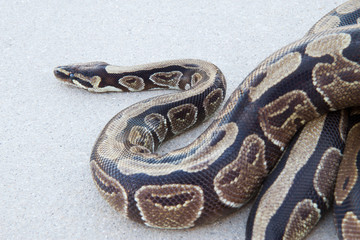 Ball Python