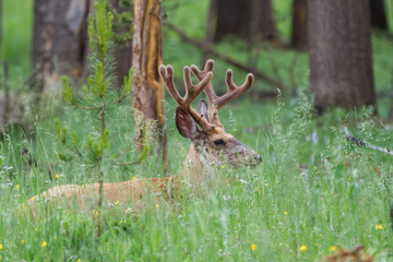 Elk resting in the grass in Yelllowstone National Park