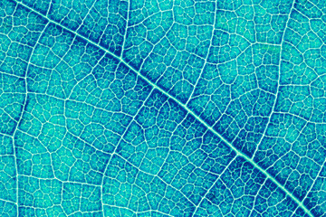 Leaf texture or leaf background for design with copy space for text or image. Leaf motifs that occurs natural. Color effect