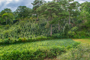 Fototapeta na wymiar Coffee plantation in mountains in Asia, Dalat city, Vietnam