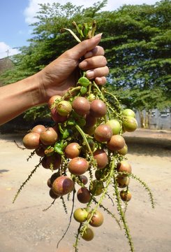 matoa Pometia pinnata Irian Jaya in typical fruit in the grasp of the hand